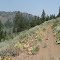Ross Canyon