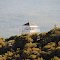 Black Mountain Fire Lookout