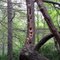 Woodpeckers like this tree