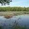 Beaver lodge at Blue Meadow