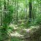 Road/Trail Through Woods