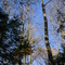 Trees to the Sky
