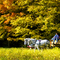Hayride at the New Canaan Nature Center