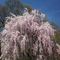Spring is booming