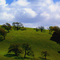 Santa Ynez Hillside