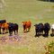 Santa Ynez Local Cows
