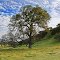 A Lone Oak in Wine Country