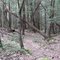 Trail view