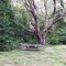 Very Old Sugar Maple Tree at CCC Created Picnic Area
