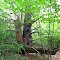 Cool Tree in Woods