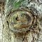 Odd Mark on Very Old Oak Tree