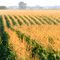 Corn Tassles