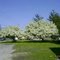 Spring in Clyde,Oh