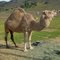 Camel Dairy