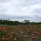 Lehner’s Pumpkin Farm