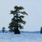Swamp cypress trees in the eastern basin of Caddo Lake (2)