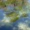 Fish in Manatee Springs