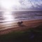 horses on beach