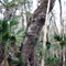 Large, Old Oak Tree Next to Trail