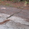 Diamond Back Rattle Snak Bulow Plantation Ruins