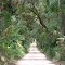 old plantation trail leading to the ruins (8-29-2011)