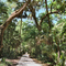 Road to Bulow Plantation