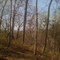 Torreya SP Hiking Trail