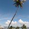 Cabbage Key