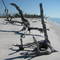 Driftwood Forest