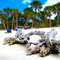 Cayo Costa