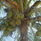 coconut palm, Boca Grande