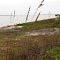 Sea Oats at Osprey Point Beach