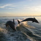 2 Dolphins