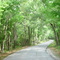 canopy road, Brittle rd, Annataliga Hammock (3-2009)