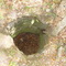 solution hole, Annutteliga Hammock (3-2009)