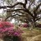 panoramic of Chinsegut Hill in full bloom, Brooksville (3-5-2011)