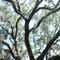 Massive live oak, 22ft dia, 68ft high, 145ft spread, 368 points, 1 miles south of Brooksville Florida (5-29-2005)