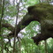 Snuffleupagus in the woods, Withlacoochee State Forest, Stage Pond, Florida (6-17-2007)