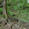 Lizzie Hart Sink, Withlacoochee State Forest, Citrus County, Florida (8-15-2007