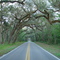 old Fort Dade road, between Old Spring Hill & Brooksville (3-2-2008)