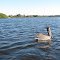 Brown pelican (Pelecanus occidentalis)