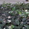 Big Leaves