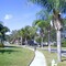 palm trees
