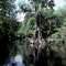 Alafia River