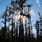 Swamp