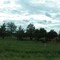 Cows near 237th