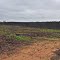 Germann Road Forest Fire Aftermath