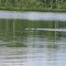Loons on Smith Lake