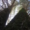 Giant Trees at Doane Valley