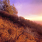 'Fire Light' (palomar mnt. CA)